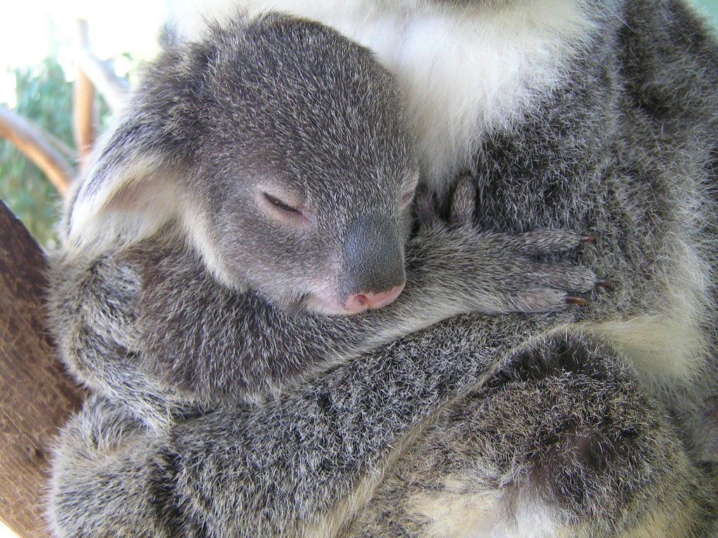 Koala With Baby